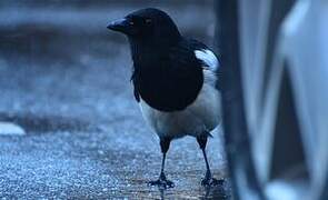 Eurasian Magpie