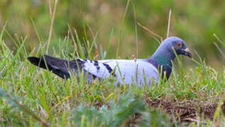 Rock Dove