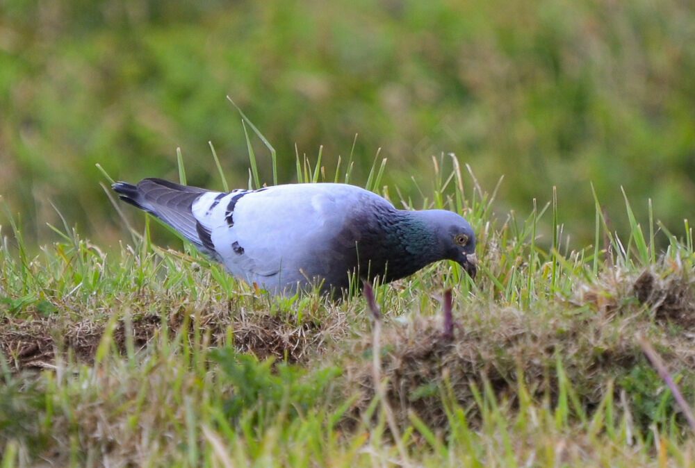 Pigeon bisetadulte