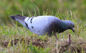 Rock Dove