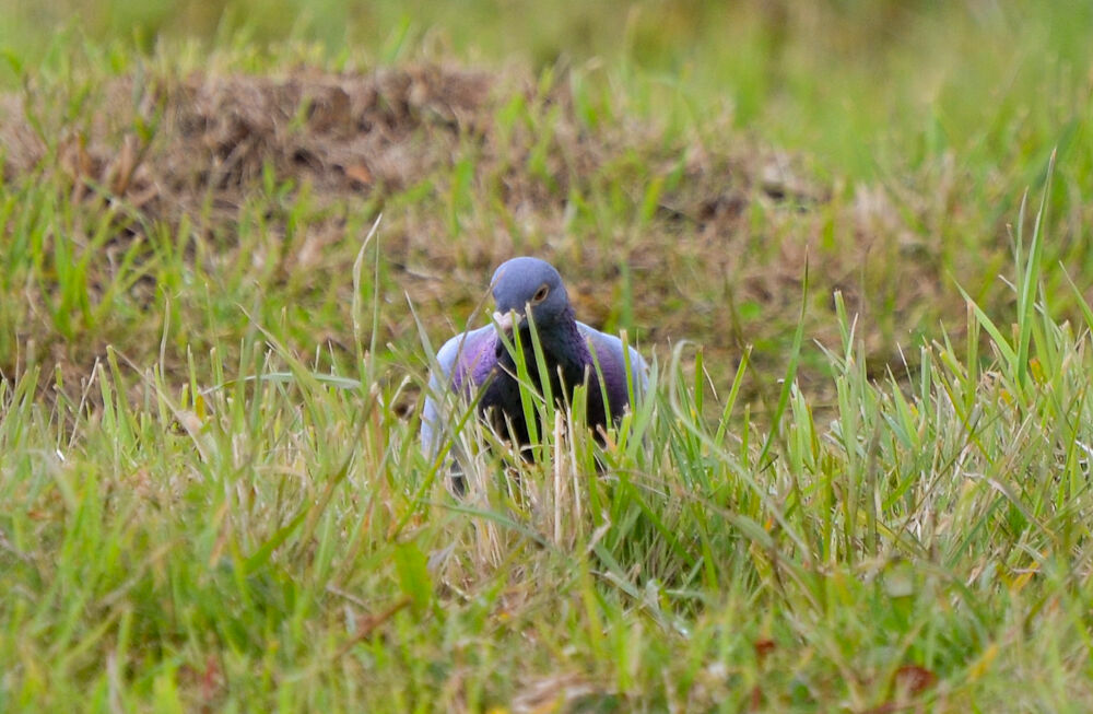 Pigeon bisetadulte