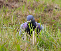 Rock Dove