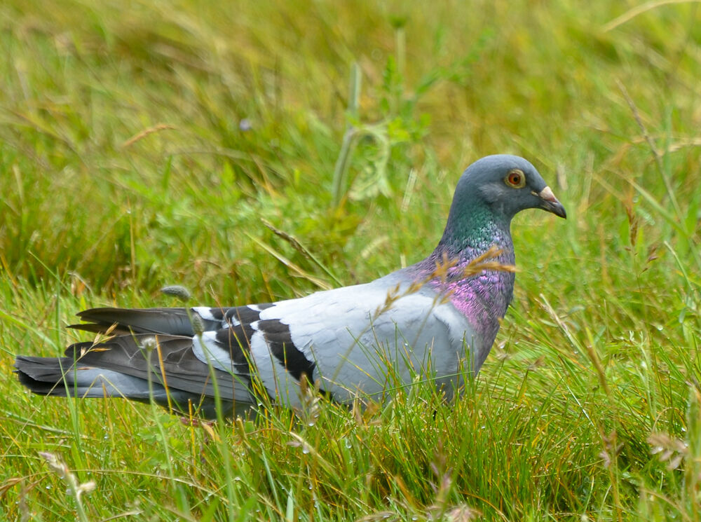 Pigeon bisetadulte, identification