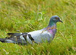 Pigeon biset