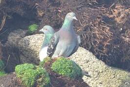 Rock Dove