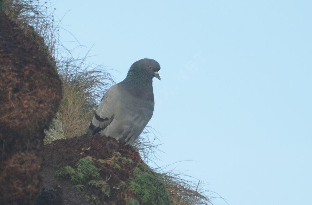 Pigeon bisetadulte