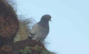 Rock Dove