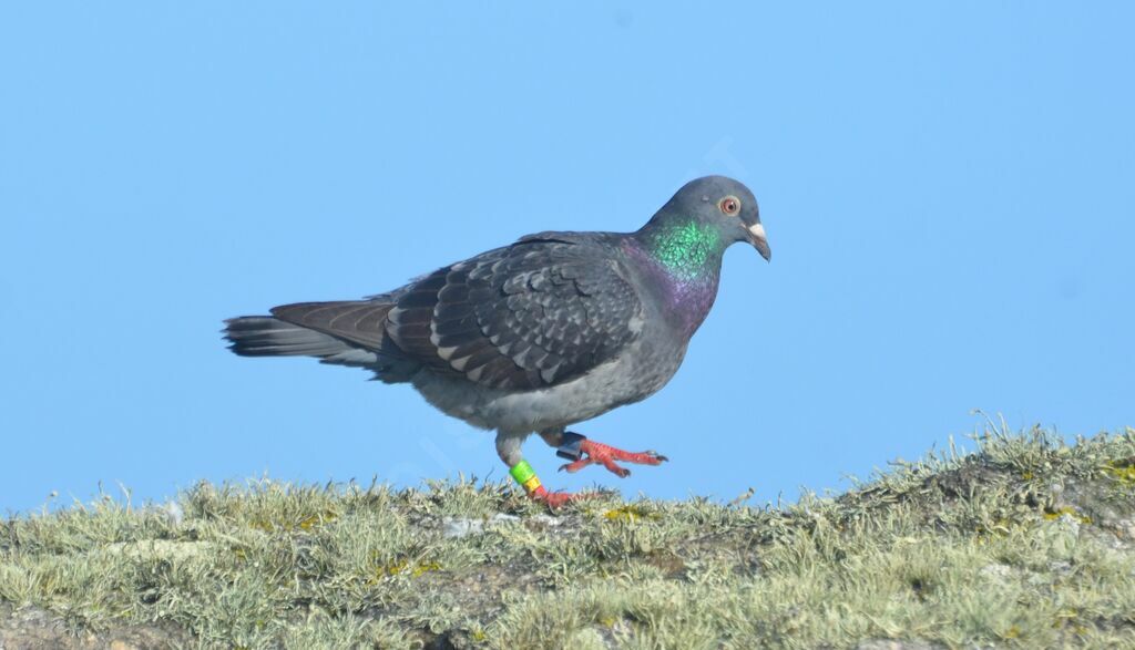 Pigeon bisetadulte