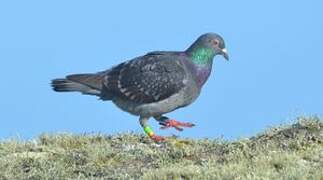 Rock Dove