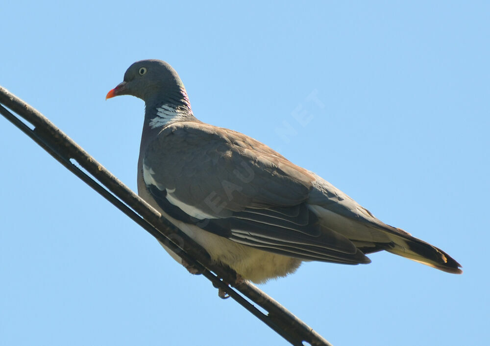 Common Wood Pigeonadult