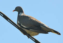 Common Wood Pigeon