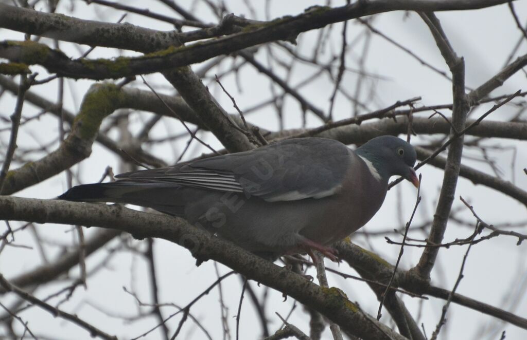 Common Wood Pigeonadult