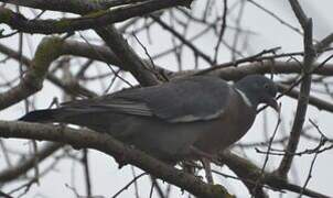 Common Wood Pigeon