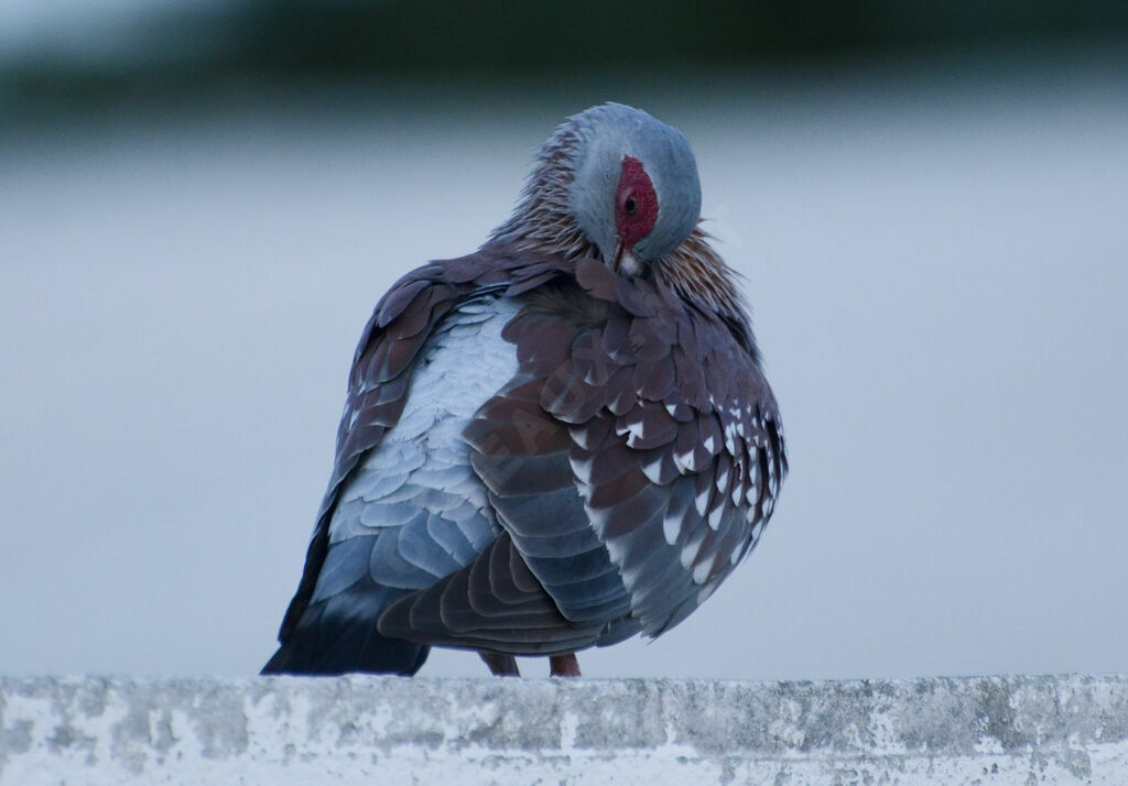 Speckled Pigeonadult, identification