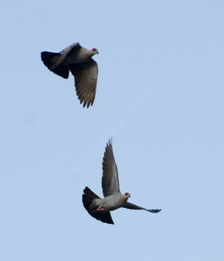 Speckled Pigeonadult, Flight