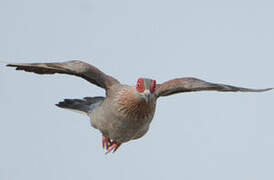 Speckled Pigeon