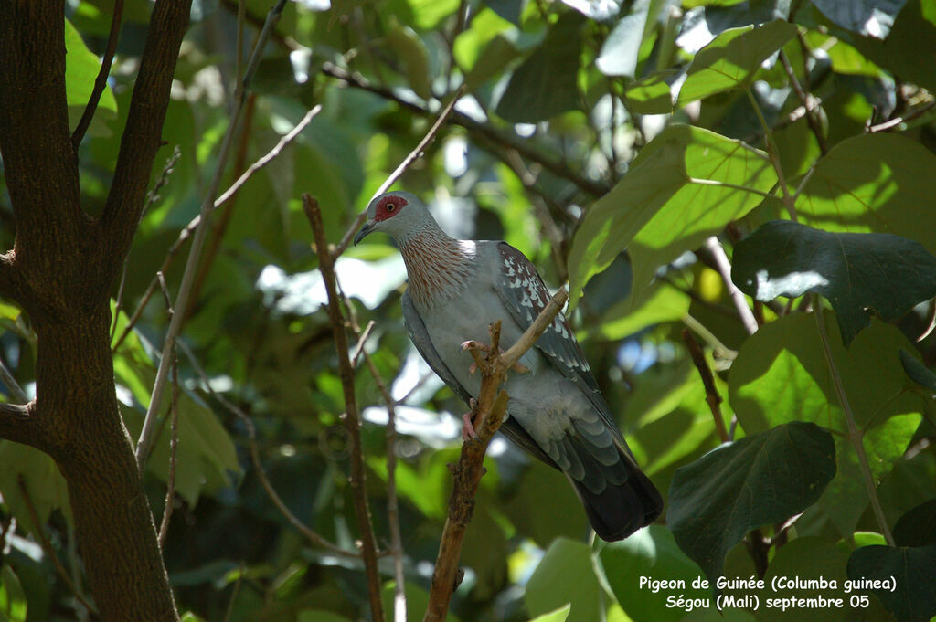 Pigeon roussardadulte nuptial