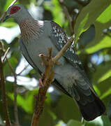 Speckled Pigeon