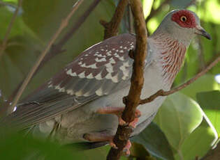 Pigeon roussard