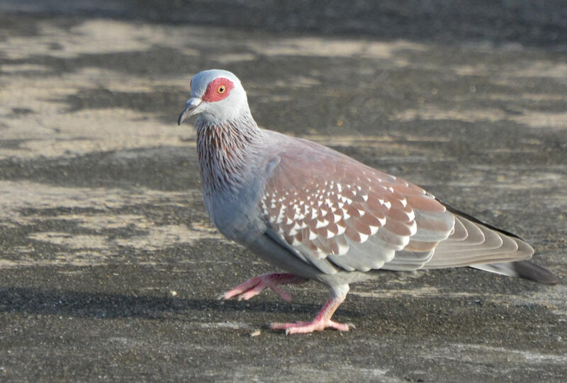 Speckled Pigeonadult, identification