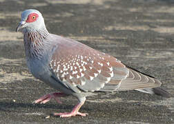 Pigeon roussard