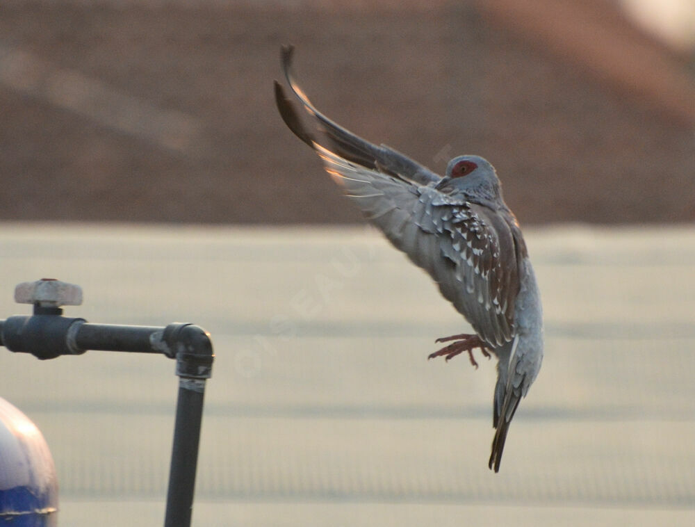 Pigeon roussardadulte, Vol