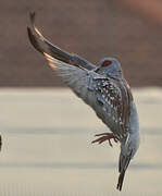 Speckled Pigeon