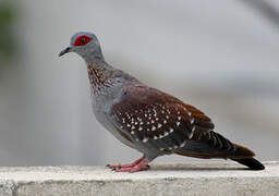 Speckled Pigeon