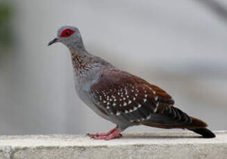 Pigeon roussard