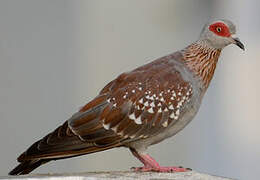 Speckled Pigeon