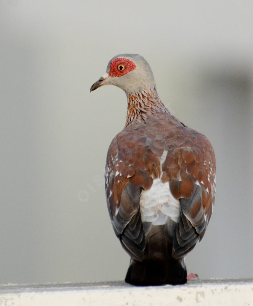 Pigeon roussardadulte, identification