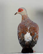 Speckled Pigeon