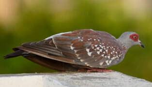 Speckled Pigeon