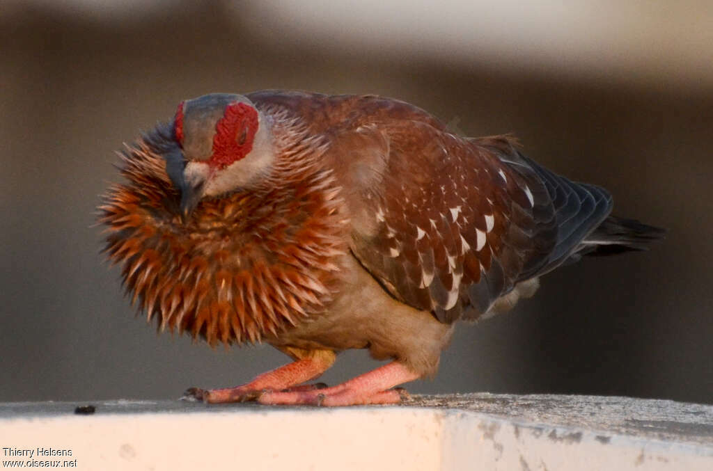 Pigeon roussardadulte, parade, Comportement