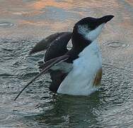 Razorbill