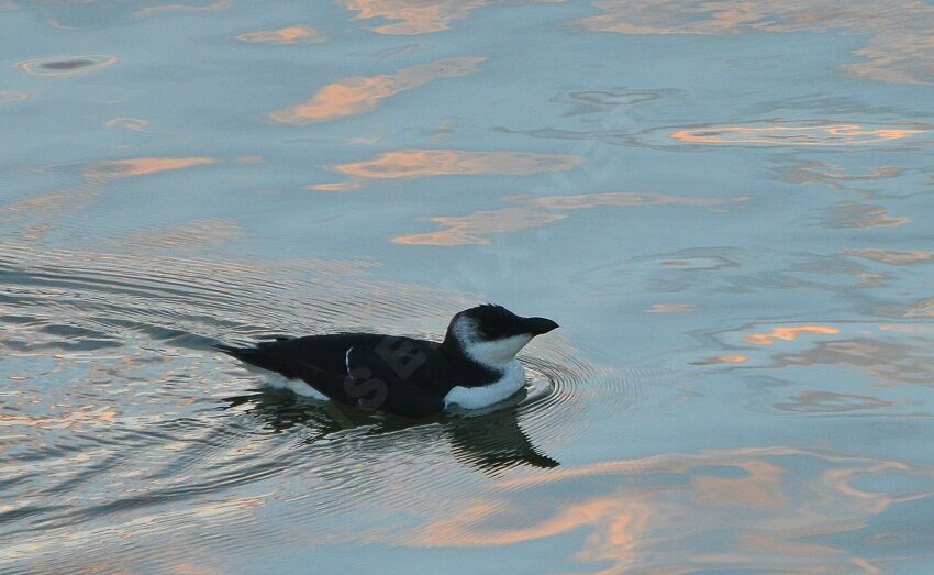 Pingouin tordaimmature