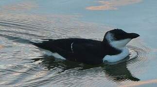 Razorbill