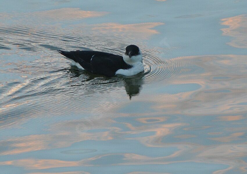 Pingouin tordaimmature