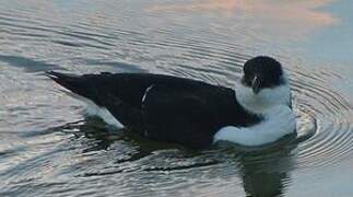 Razorbill