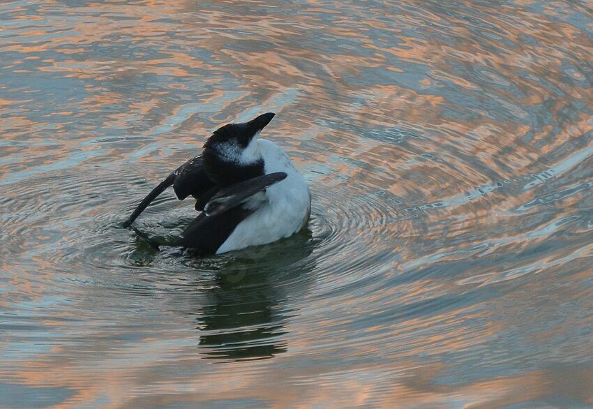 Pingouin tordaimmature