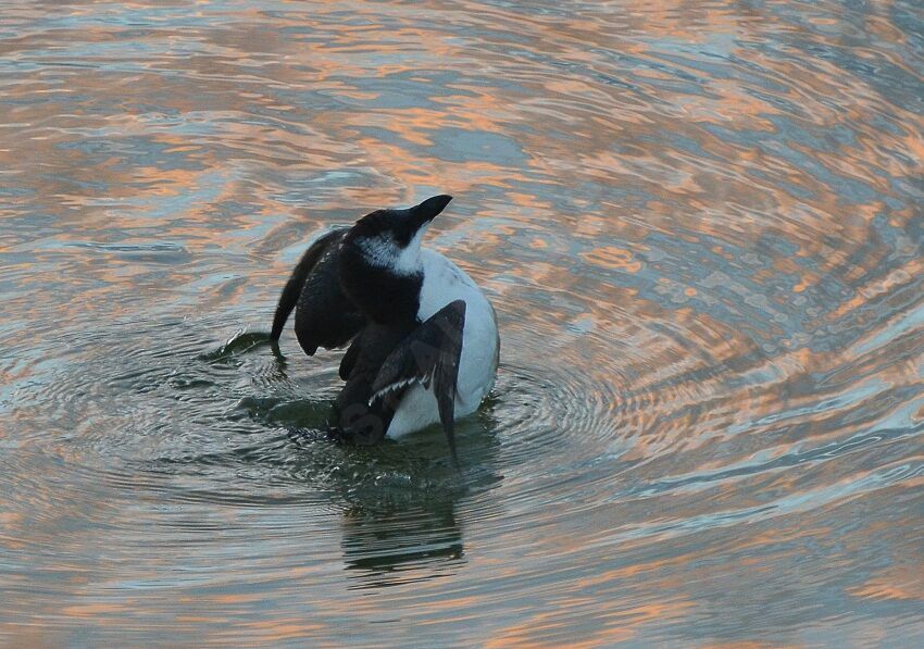 Pingouin tordaimmature