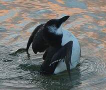 Razorbill