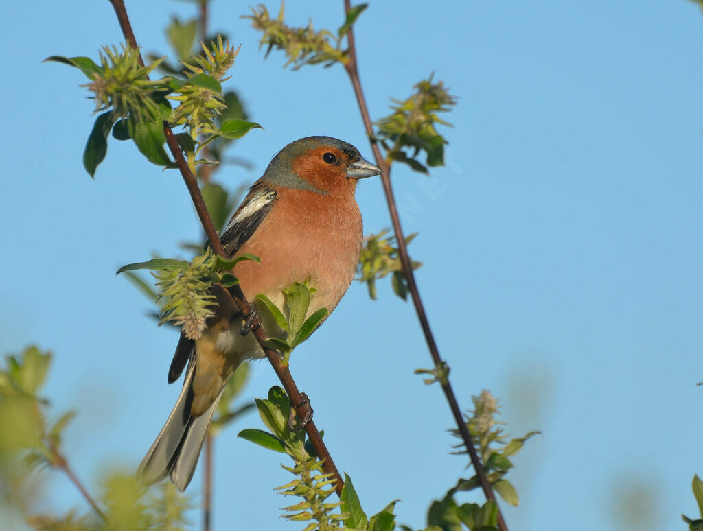 Common Chaffinch male adult, identification