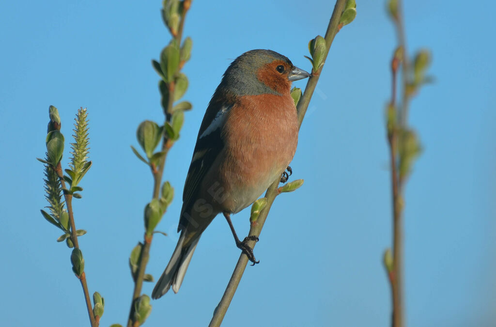 Common Chaffinch male adult, identification