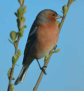 Common Chaffinch