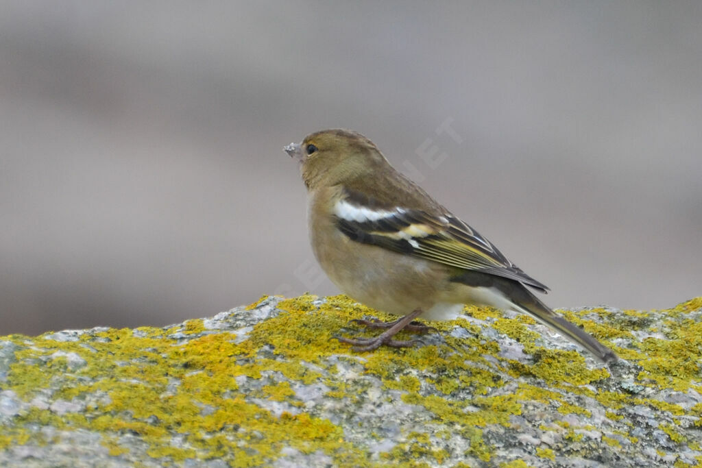 Common Chaffinch female adult