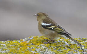 Eurasian Chaffinch