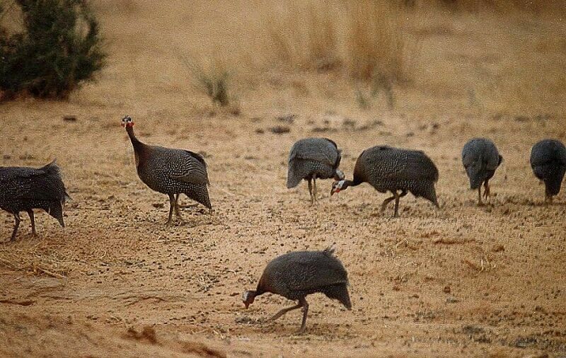 Helmeted Guineafowl