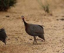 Helmeted Guineafowl