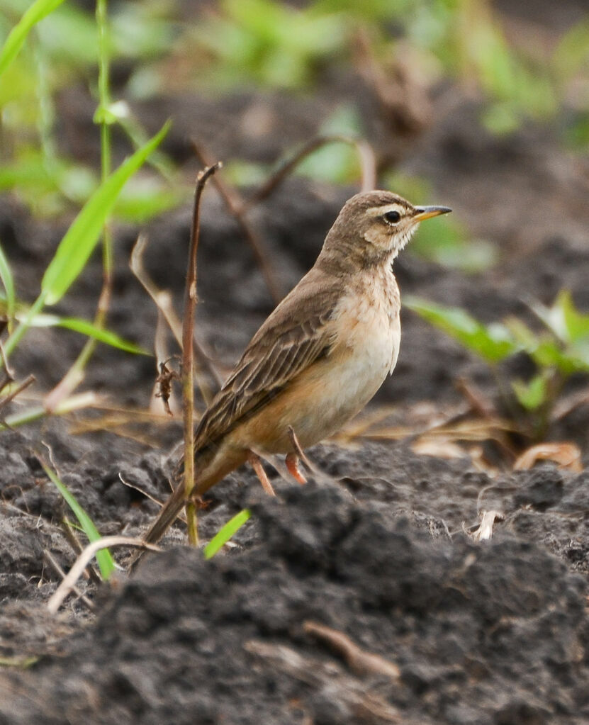 Plain-backed Pipitadult, identification